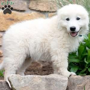 LAKOTA, Maremma Sheepdog Puppy